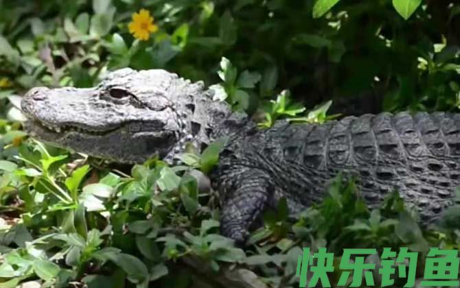 扬子鳄是最小的鳄鱼吗(图2)