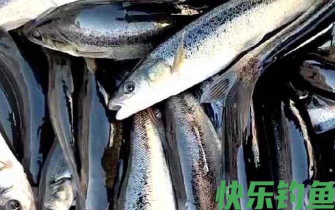柳根鱼学名叫什么(图1)