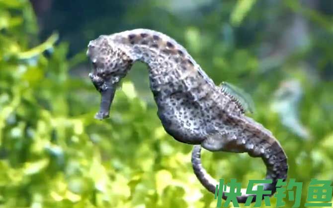 海马是保护动物吗(图1)