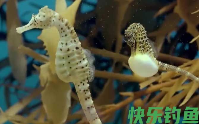 海马是保护动物吗(图4)