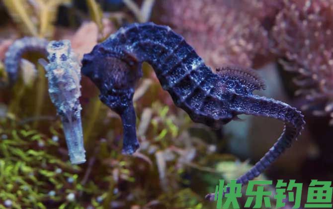 海马是保护动物吗(图3)