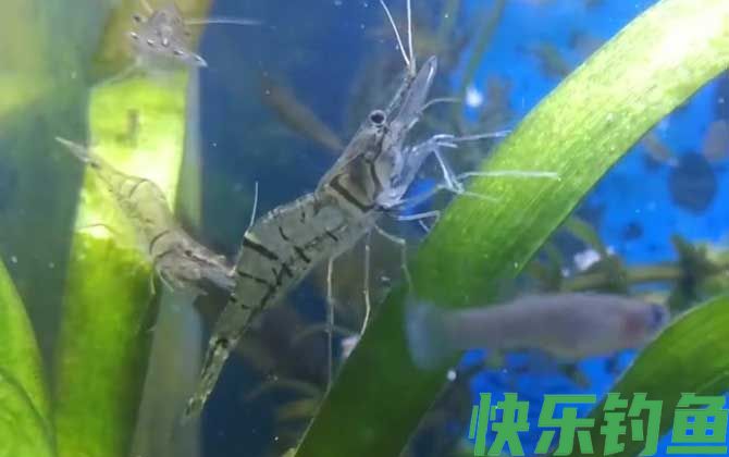长臂虾是什么虾(图2)