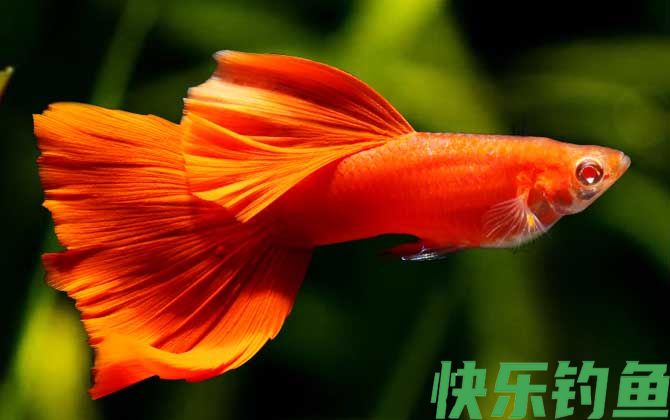 孔雀鱼品种及图片大全(图6)