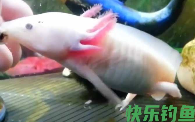钝口螈是什么动物(图3)
