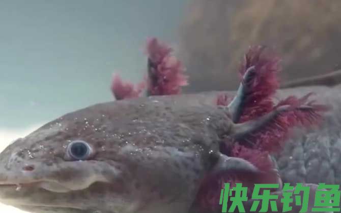 钝口螈是什么动物(图2)