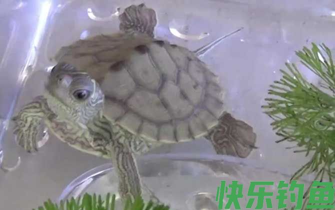 地图龟认识主人吗(图2)