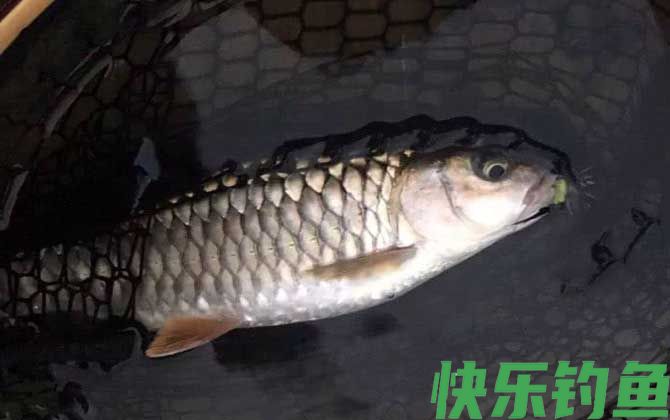 青竹鱼是什么鱼(图3)