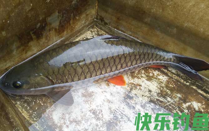 青竹鱼是什么鱼(图4)