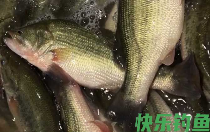 淡水鲈鱼吃蚯蚓吗(图1)