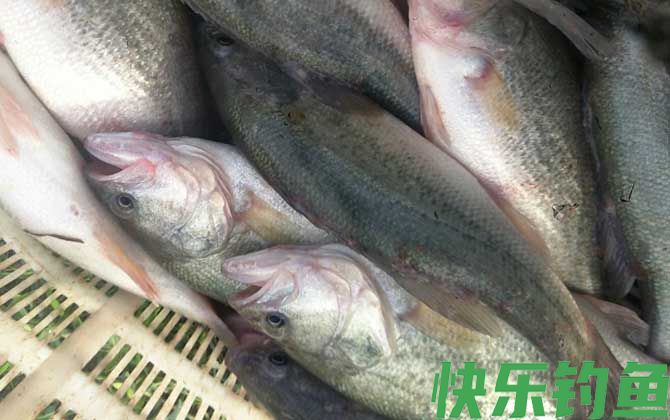 淡水鲈鱼吃蚯蚓吗(图2)