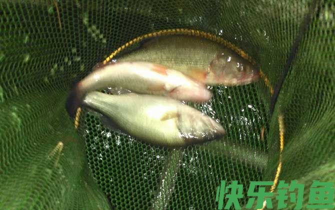 淡水鲈鱼吃蚯蚓吗(图3)