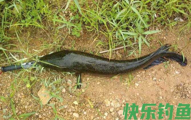 黑鱼有鳞吗(图4)