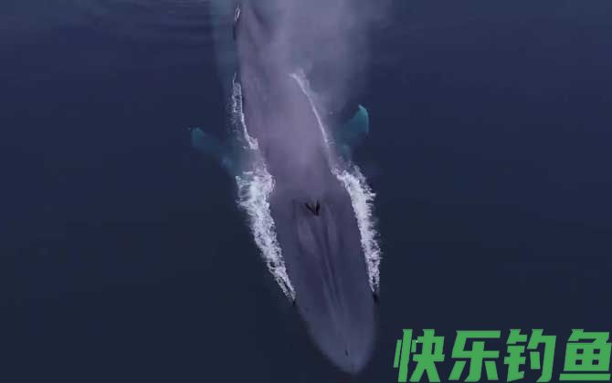 藤壶在鲸鱼身上疼吗(图4)