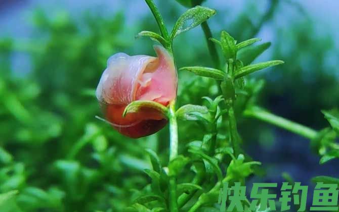 苹果螺一只可以繁殖吗(图3)