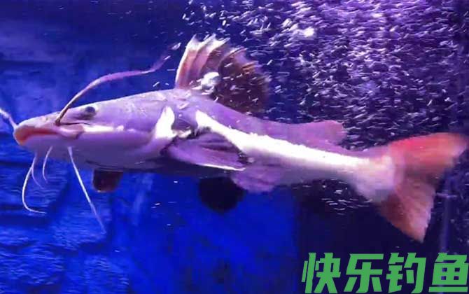 招财猫鱼的天敌是什么(图1)