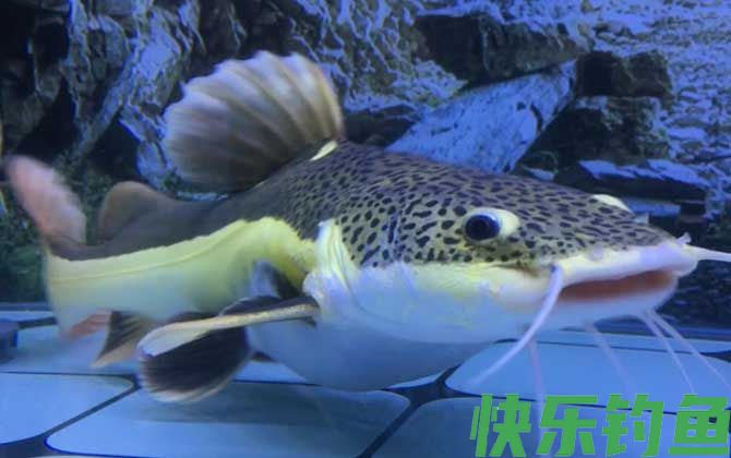 招财猫鱼的天敌是什么(图2)