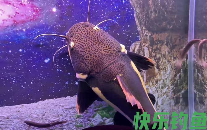 招财猫鱼的天敌是什么(图3)