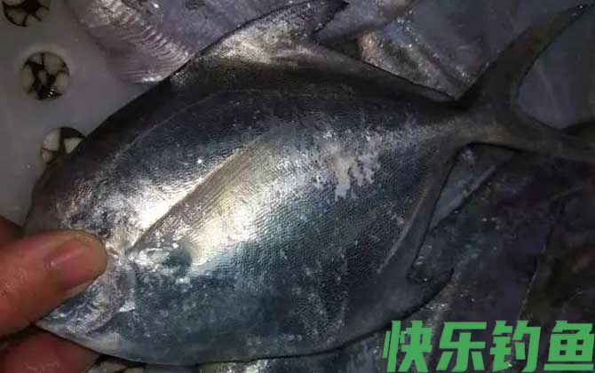 黑鲳鱼刺多吗(图1)