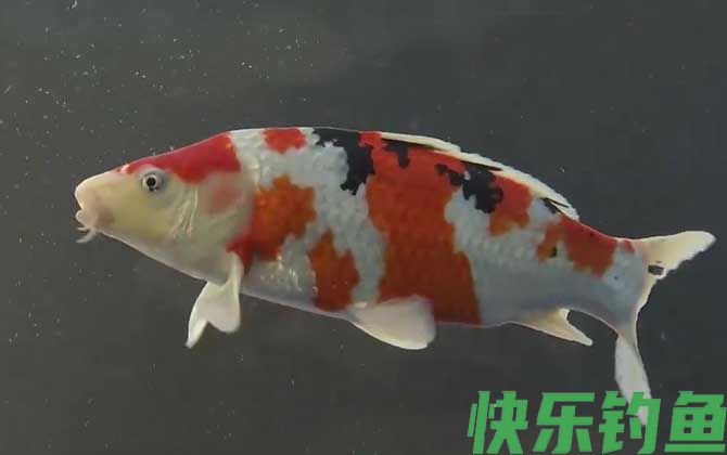 锦鲤鱼身发白是怎么回事(图2)