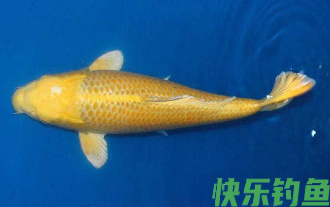 锦鲤鱼身发白是怎么回事(图1)