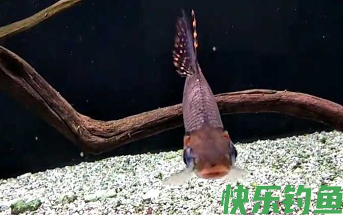 飞凤鱼是什么鱼(图2)