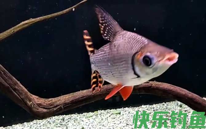 飞凤鱼是什么鱼(图4)