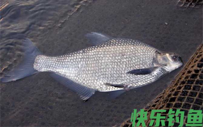 鳊鱼是淡水鱼还是海水鱼(图2)