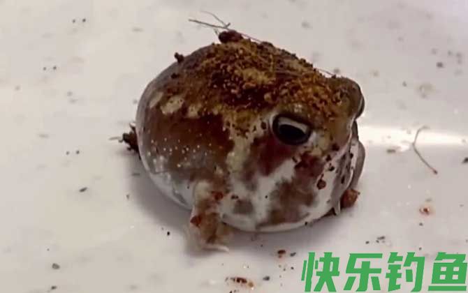 馒头蛙是什么动物(图1)
