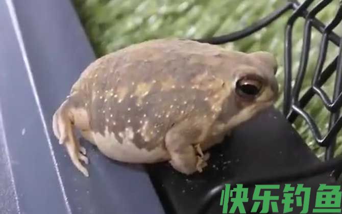 馒头蛙是什么动物(图4)