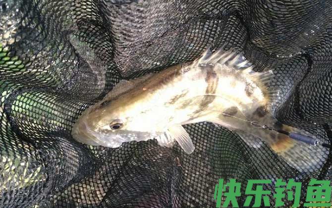 桃花流水鳜鱼肥的上一句是什么(图1)