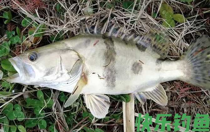 桃花流水鳜鱼肥的上一句是什么(图2)