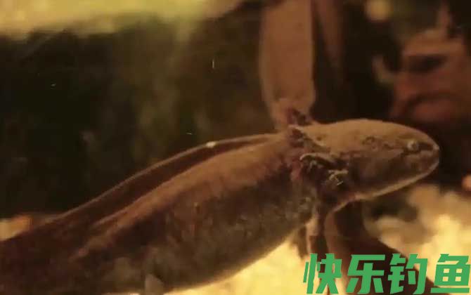 六角恐龙吃什么食物(图3)