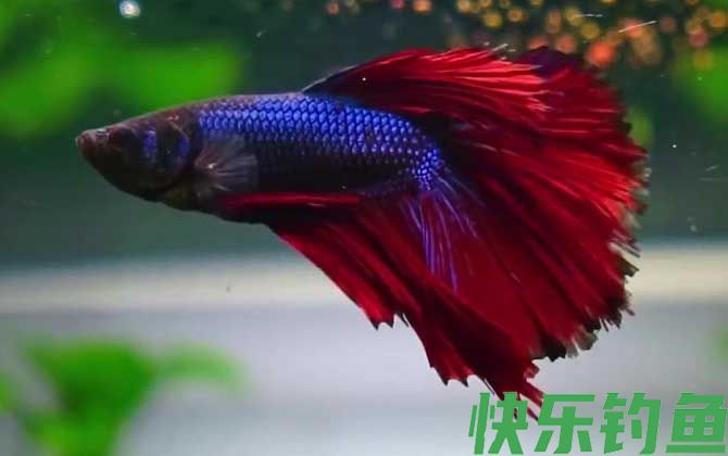 斗鱼水温多少度合适(图2)