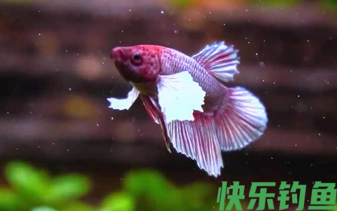 斗鱼水温多少度合适(图3)