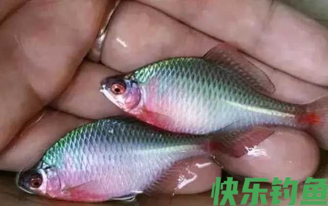 鳑鲏怎么养发色快(图1)