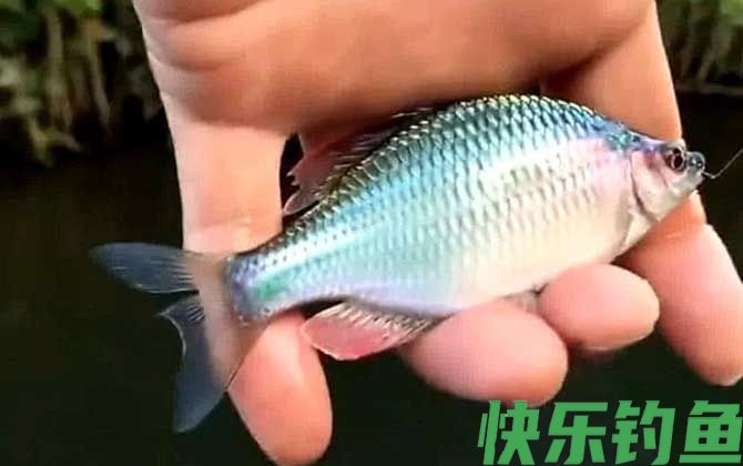 鳑鲏怎么养发色快(图2)