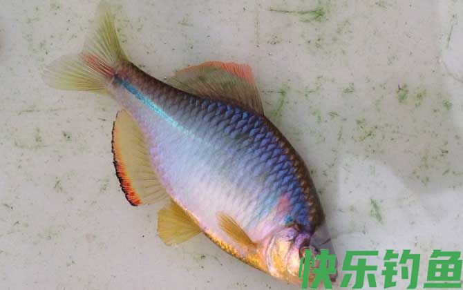 鳑鲏怎么养发色快(图4)