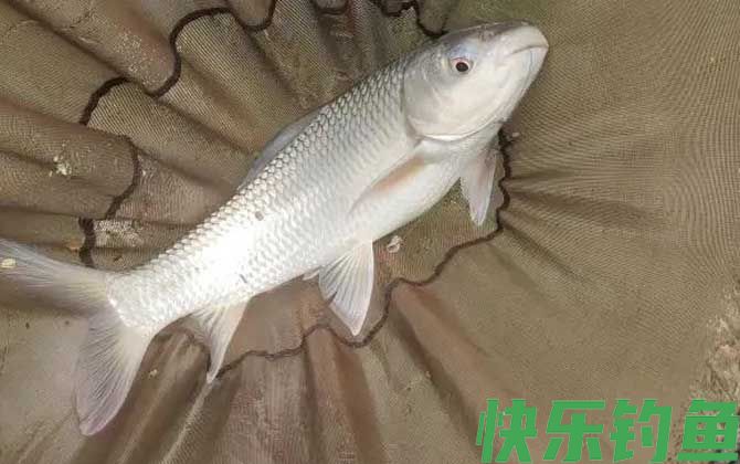 麦鲮鱼是麦穗鱼吗(图2)