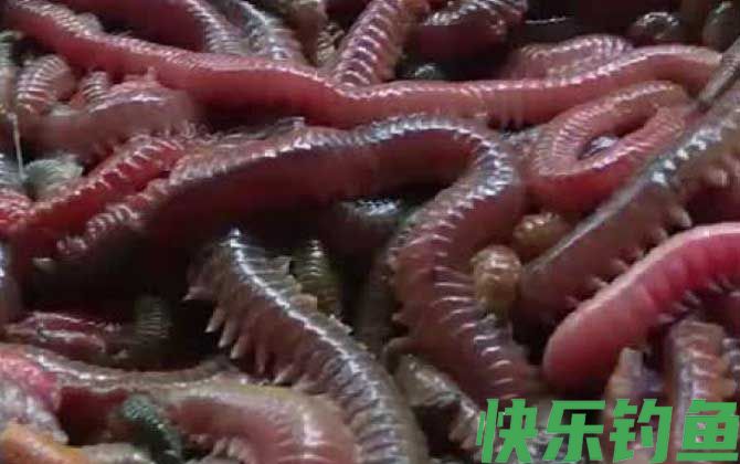 海蚕和沙蚕的区别(图2)