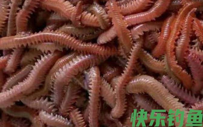 海蚕和沙蚕的区别(图3)