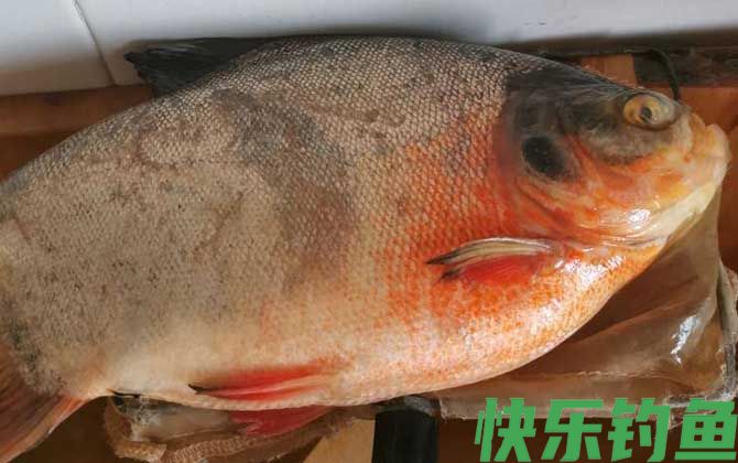 淡水白鲳凶猛吗(图2)
