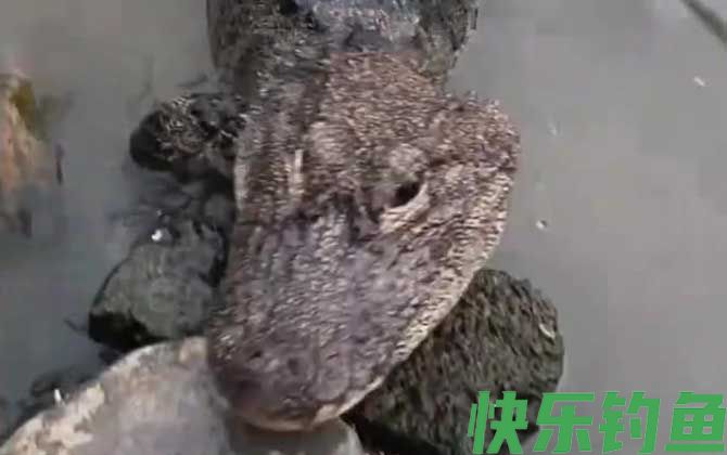 扬子鳄生活在哪里(图1)