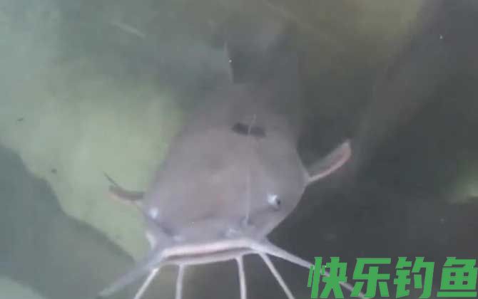 埃及鱼和塘鲺鱼一样吗(图1)