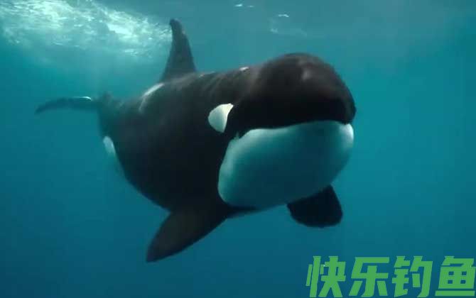 海洋中谁能打败虎鲸(图2)