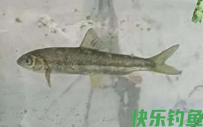 赤鳞鱼能长多大(图2)