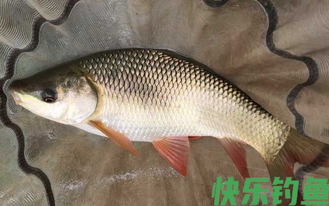 泰鲮鱼和赤眼鳟的区别(图1)