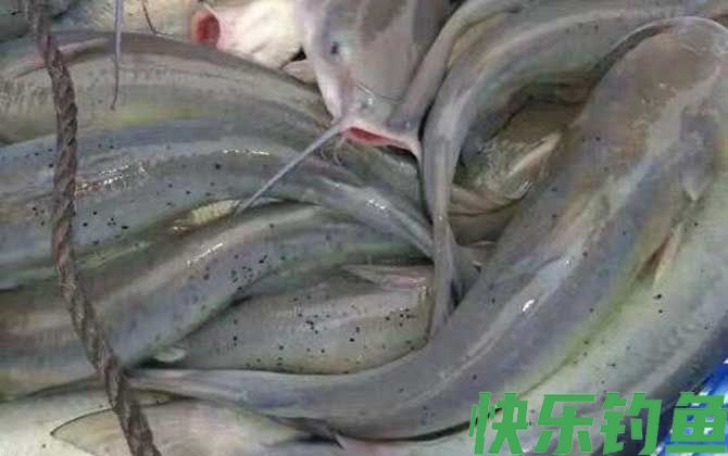 钳鱼图片及生活习性(图3)