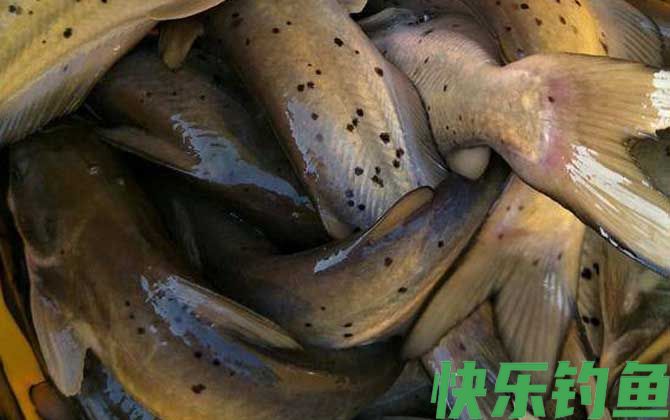 钳鱼图片及生活习性(图2)