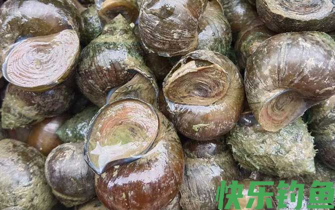 河里的田螺能吃吗(图1)