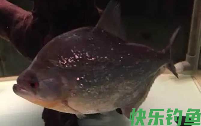 食人鲳和食人鱼谁厉害(图1)